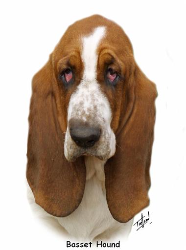 Basset Hound 9L9D-05_2.jpg